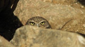 Preview wallpaper owl, stone, ambush
