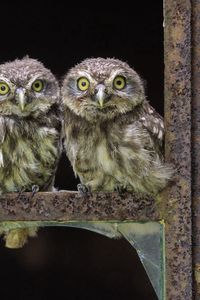 Preview wallpaper owl, three, little, sit, birds