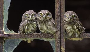 Preview wallpaper owl, three, little, sit, birds