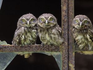 Preview wallpaper owl, three, little, sit, birds