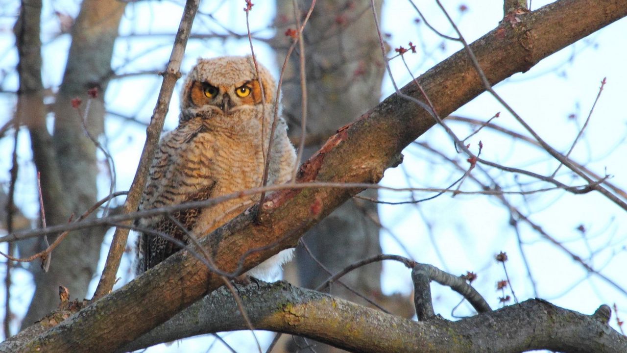 Wallpaper owl, tree, bird, predator