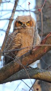 Preview wallpaper owl, tree, bird, predator