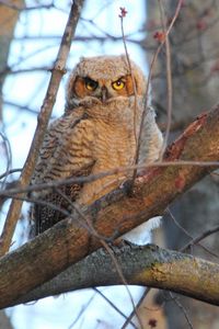 Preview wallpaper owl, tree, bird, predator