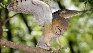 Preview wallpaper owl, tree, branch, green, wings