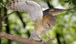 Preview wallpaper owl, tree, branch, green, wings