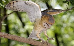 Preview wallpaper owl, tree, branch, green, wings