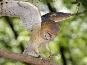 Preview wallpaper owl, tree, branch, green, wings