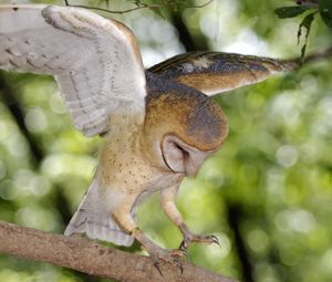 Preview wallpaper owl, tree, branch, green, wings