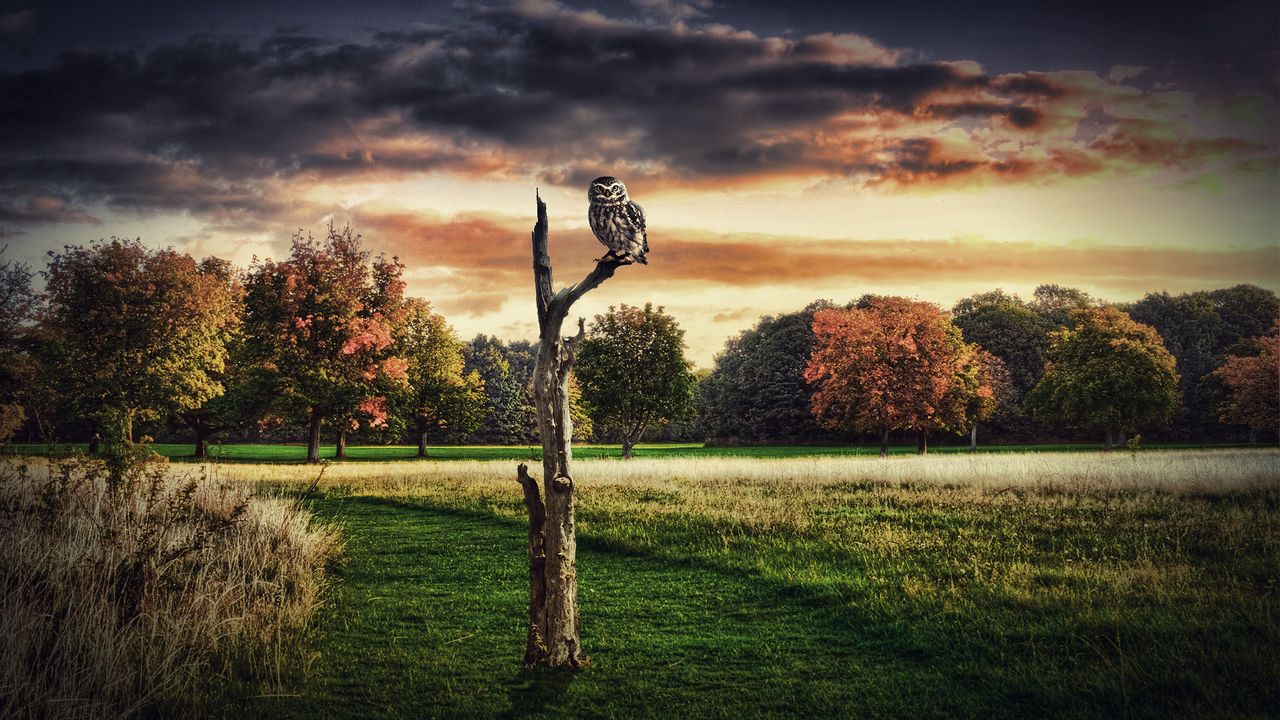 Wallpaper owl, tree, grass, sit