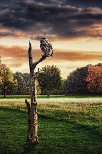 Preview wallpaper owl, tree, grass, sit