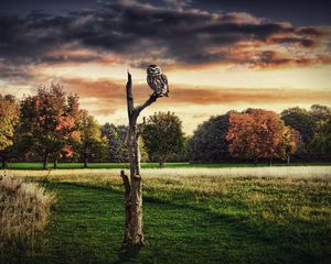 Preview wallpaper owl, tree, grass, sit