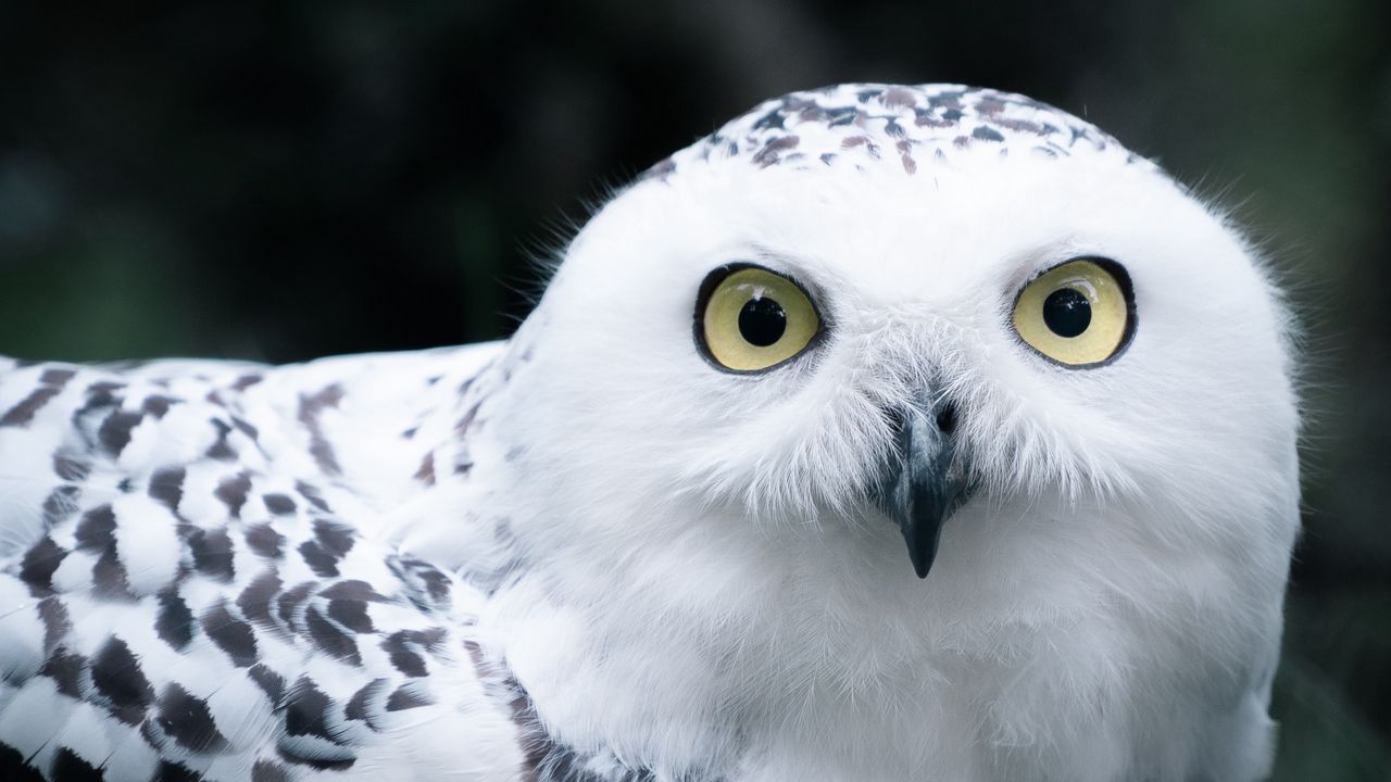 Wallpaper owl, white, bird, glance