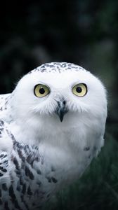 Preview wallpaper owl, white, bird, glance