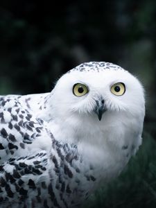 Preview wallpaper owl, white, bird, glance