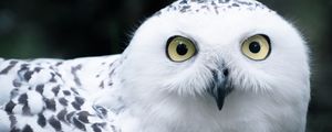 Preview wallpaper owl, white, bird, glance