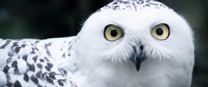 Preview wallpaper owl, white, bird, glance