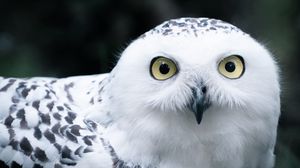 Preview wallpaper owl, white, bird, glance