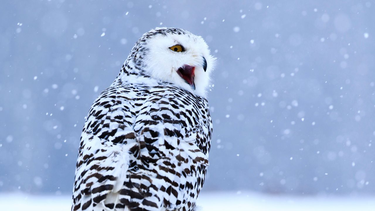 Wallpaper owl, white owl, polar owl, bird, snow, winter