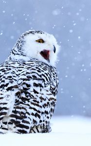 Preview wallpaper owl, white owl, polar owl, bird, snow, winter