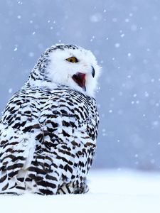 Preview wallpaper owl, white owl, polar owl, bird, snow, winter