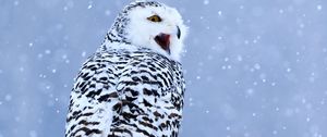 Preview wallpaper owl, white owl, polar owl, bird, snow, winter