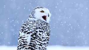 Preview wallpaper owl, white owl, polar owl, bird, snow, winter