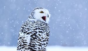 Preview wallpaper owl, white owl, polar owl, bird, snow, winter