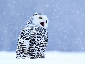 Preview wallpaper owl, white owl, polar owl, bird, snow, winter