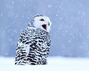 Preview wallpaper owl, white owl, polar owl, bird, snow, winter