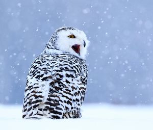 Preview wallpaper owl, white owl, polar owl, bird, snow, winter