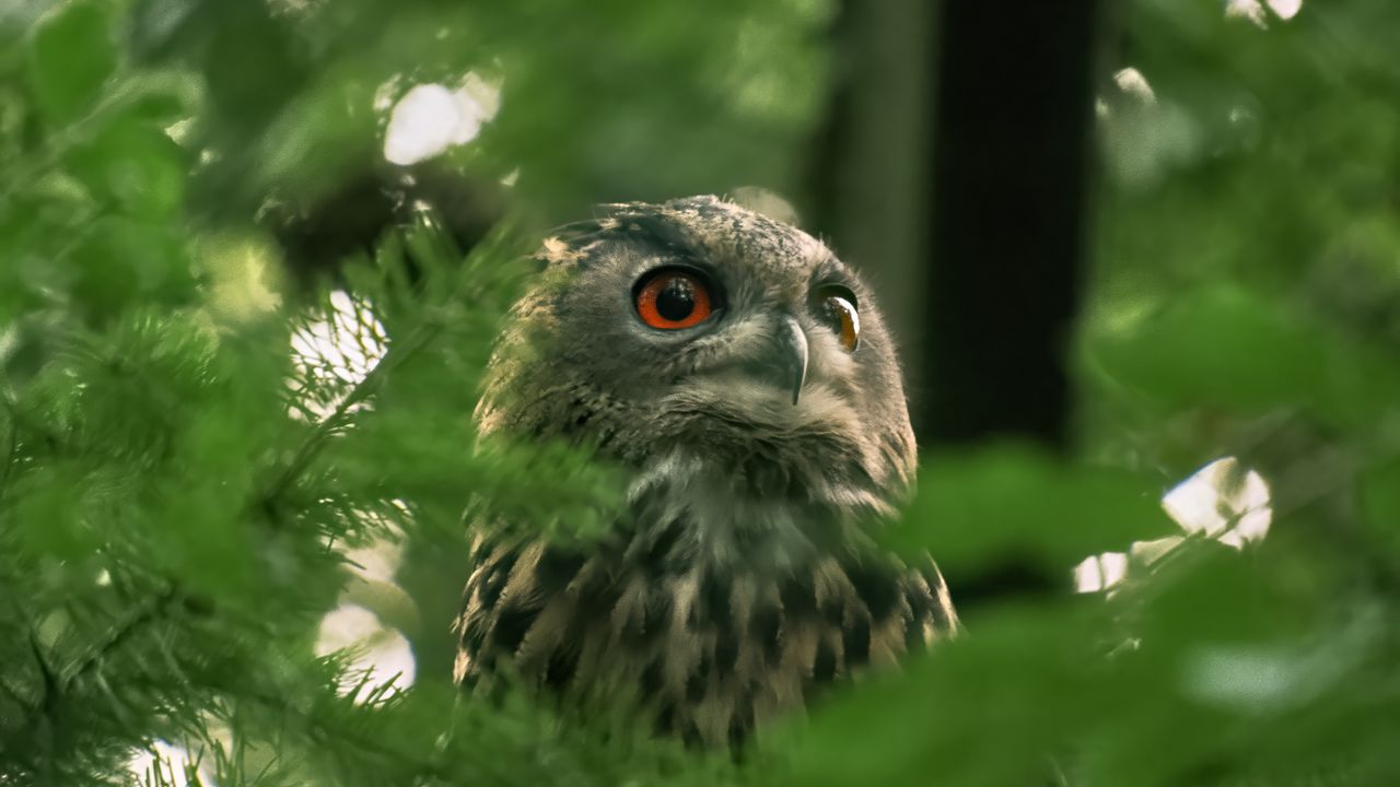 Wallpaper owl, wild bird, bird, wildlife