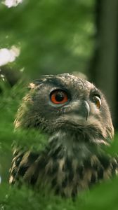 Preview wallpaper owl, wild bird, bird, wildlife