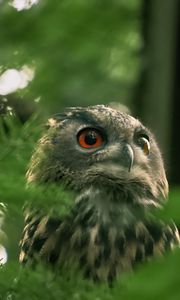 Preview wallpaper owl, wild bird, bird, wildlife