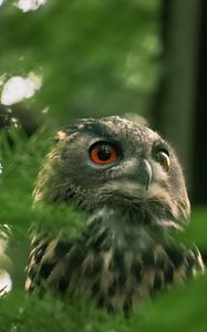 Preview wallpaper owl, wild bird, bird, wildlife