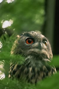 Preview wallpaper owl, wild bird, bird, wildlife