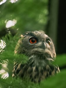 Preview wallpaper owl, wild bird, bird, wildlife