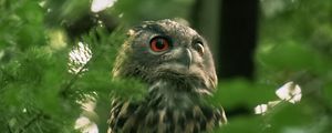 Preview wallpaper owl, wild bird, bird, wildlife