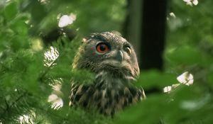 Preview wallpaper owl, wild bird, bird, wildlife