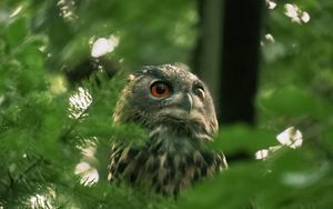 Preview wallpaper owl, wild bird, bird, wildlife