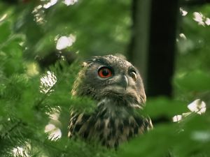 Preview wallpaper owl, wild bird, bird, wildlife