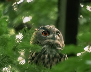 Preview wallpaper owl, wild bird, bird, wildlife