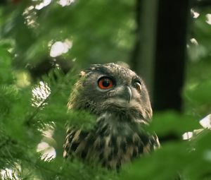 Preview wallpaper owl, wild bird, bird, wildlife