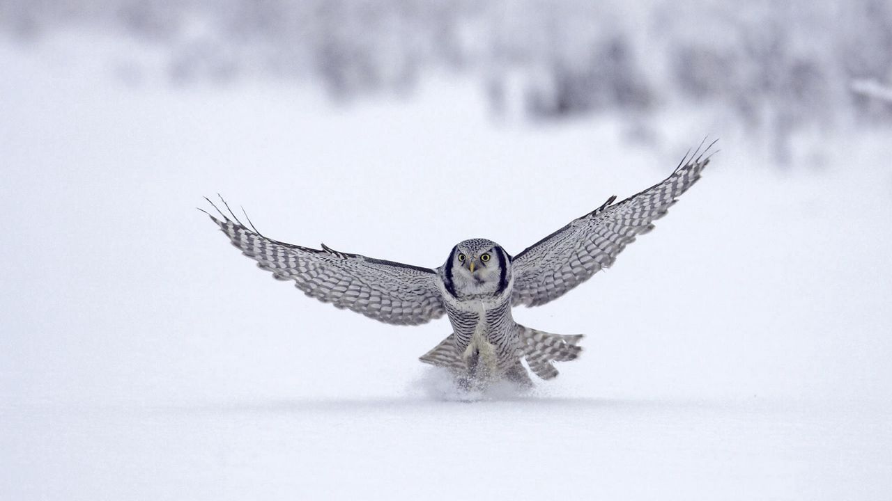 Wallpaper owl, wings, flap, snow