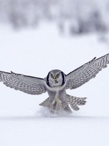 Preview wallpaper owl, wings, flap, snow