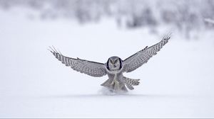 Preview wallpaper owl, wings, flap, snow