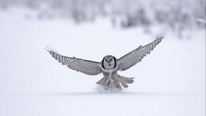 Preview wallpaper owl, wings, flap, snow