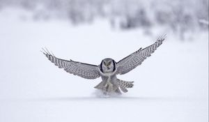 Preview wallpaper owl, wings, flap, snow