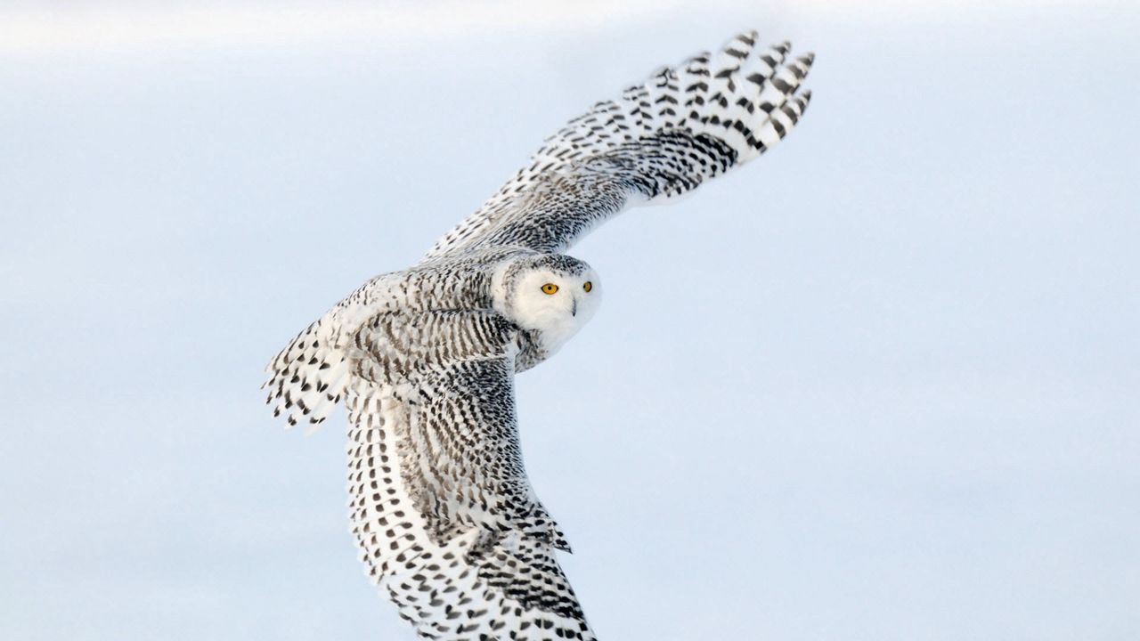 Wallpaper owl, wings flap, sky, bird, predator