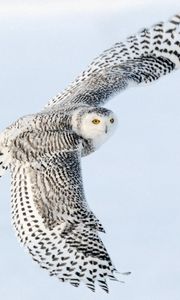 Preview wallpaper owl, wings flap, sky, bird, predator
