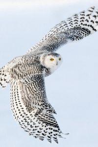 Preview wallpaper owl, wings flap, sky, bird, predator